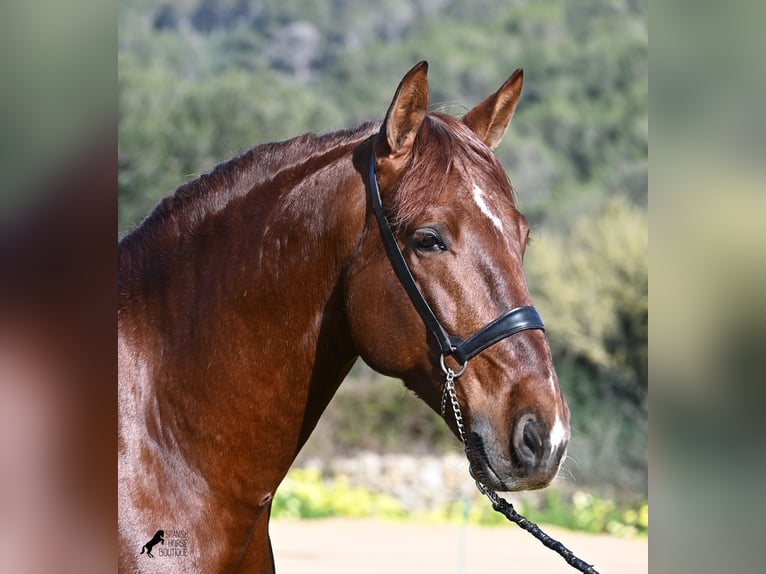 Andalou Étalon 5 Ans 160 cm Alezan in Menorca