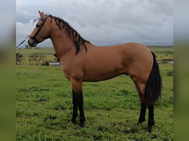 Andalou Étalon 5 Ans 160 cm Bai cerise in Caceres