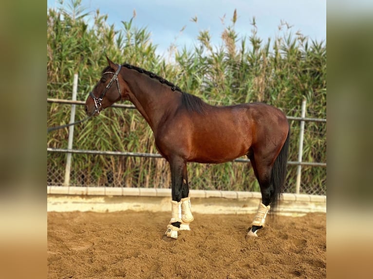 Andalou Étalon 5 Ans 160 cm Bai cerise in Sevilla