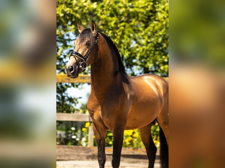 Andalou Croisé Étalon 5 Ans 160 cm Isabelle in Sm