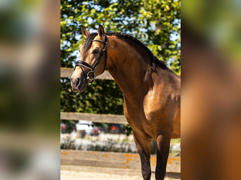 Andalou Croisé Étalon 5 Ans 160 cm Isabelle in Sm