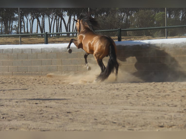 Andalou Croisé Étalon 5 Ans 160 cm Isabelle in Sm