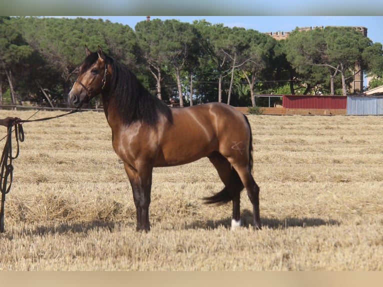 Andalou Croisé Étalon 5 Ans 160 cm Isabelle in Sm