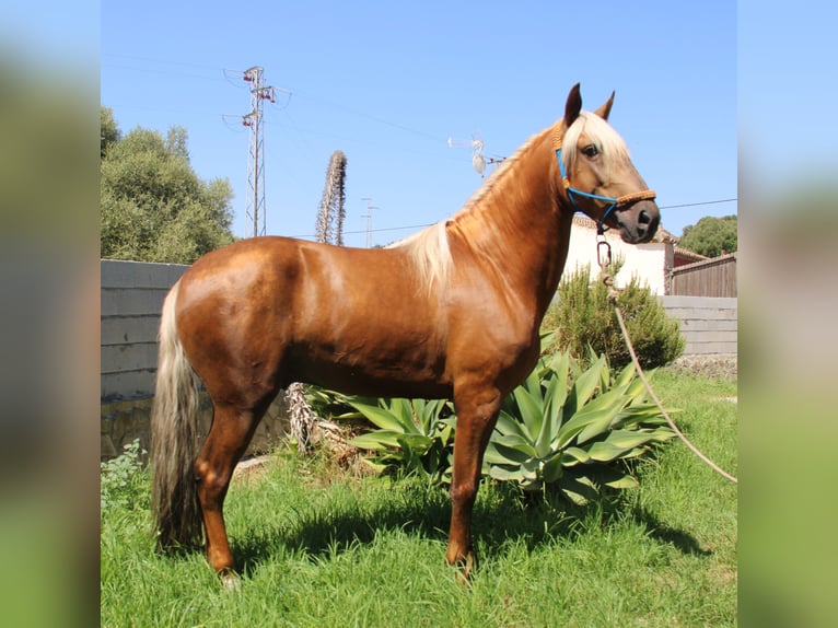 Andalou Étalon 5 Ans 160 cm Palomino in Vejer de la Frontera