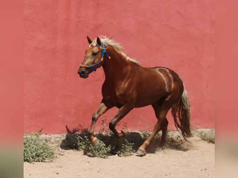 Andalou Étalon 5 Ans 160 cm Palomino in Vejer de la Frontera