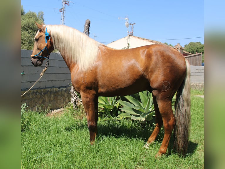 Andalou Étalon 5 Ans 160 cm Palomino in Vejer de la Frontera