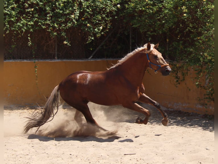 Andalou Étalon 5 Ans 160 cm Palomino in Vejer de la Frontera