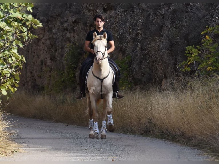 Andalou Étalon 5 Ans 160 cm Perle in Provinz Malaga