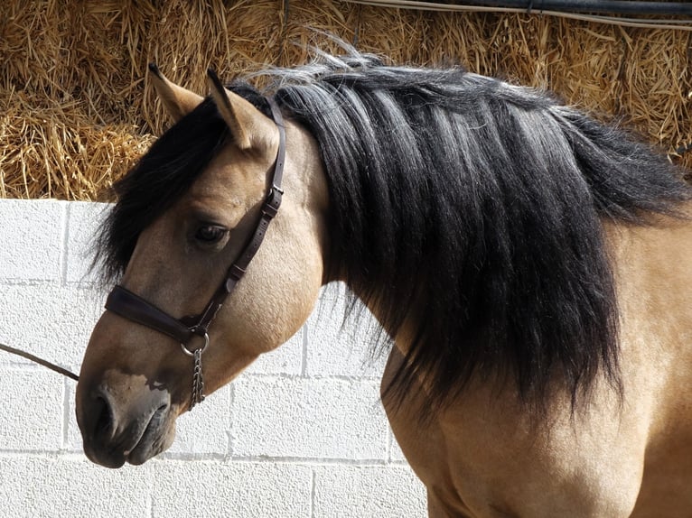 Andalou Étalon 5 Ans 162 cm Buckskin in Coín, Malaga