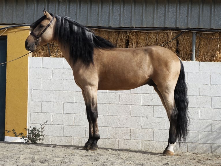 Andalou Étalon 5 Ans 162 cm Buckskin in Coín, Malaga