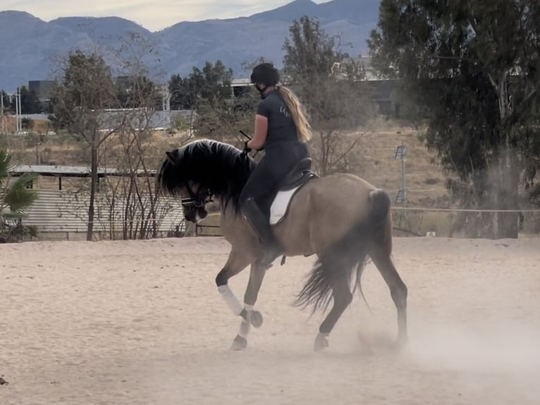 Andalou Étalon 5 Ans 162 cm Buckskin in Coín, Malaga