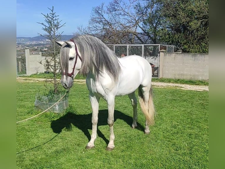 Andalou Étalon 5 Ans 162 cm Gris in Sm