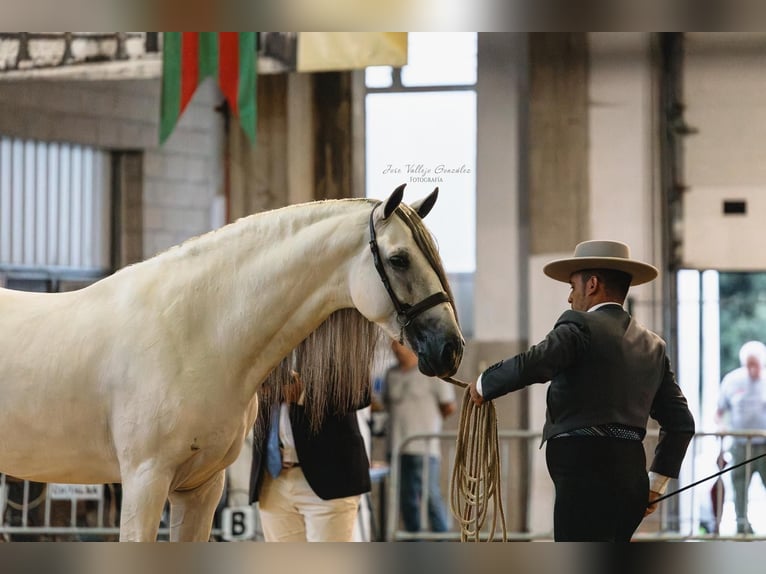 Andalou Étalon 5 Ans 162 cm Gris in Sm