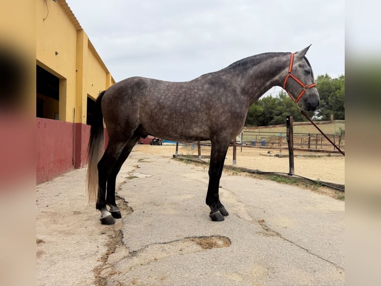 Andalou Étalon 5 Ans 162 cm Gris in Terrassa