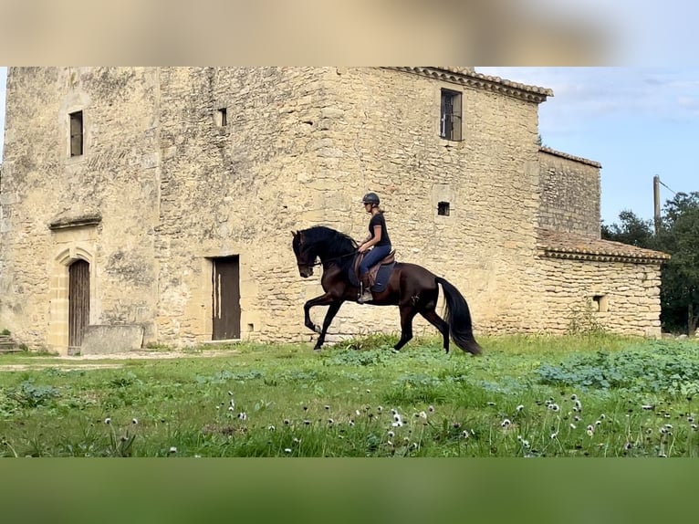 Andalou Étalon 5 Ans 163 cm Bai cerise in Aubais