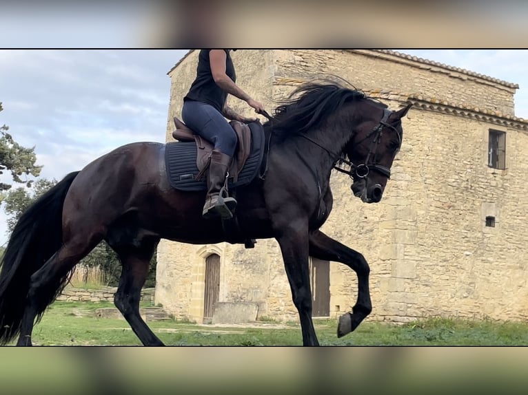 Andalou Étalon 5 Ans 163 cm Bai cerise in Aubais