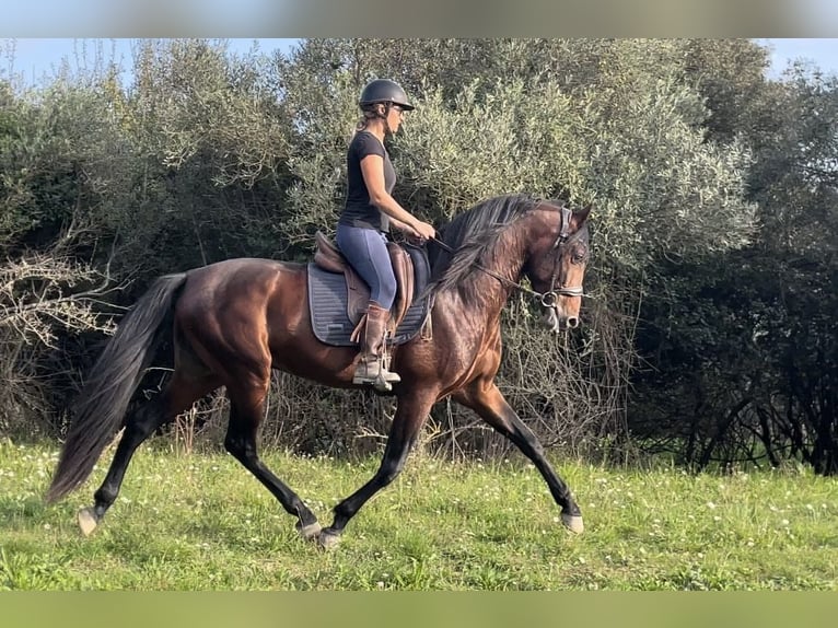 Andalou Étalon 5 Ans 163 cm Bai cerise in Aubais