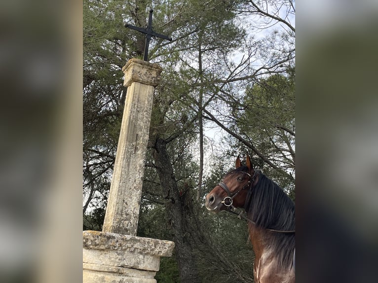 Andalou Étalon 5 Ans 163 cm Bai cerise in Aubais