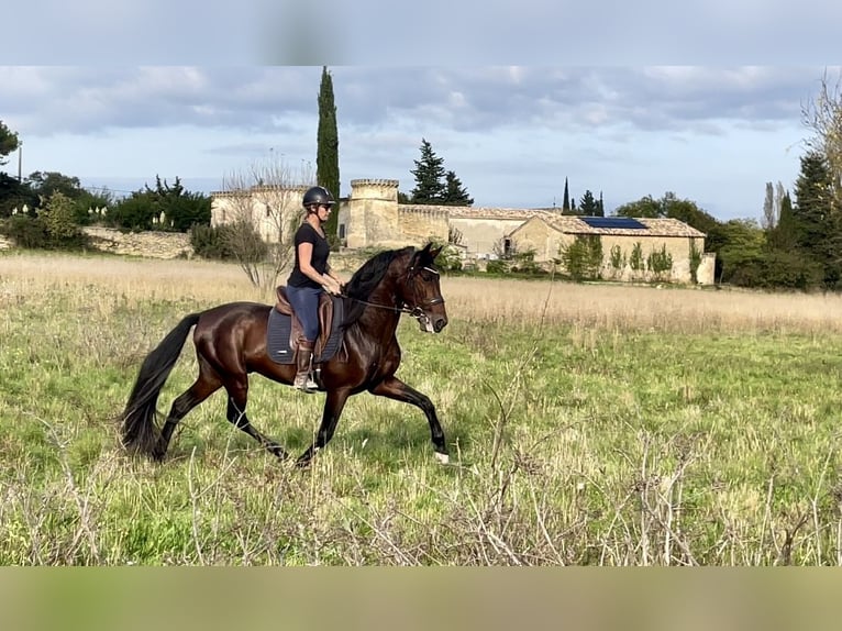 Andalou Étalon 5 Ans 163 cm Bai cerise in Aubais