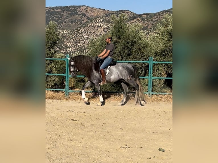 Andalou Étalon 5 Ans 163 cm Gris pommelé in Jaen