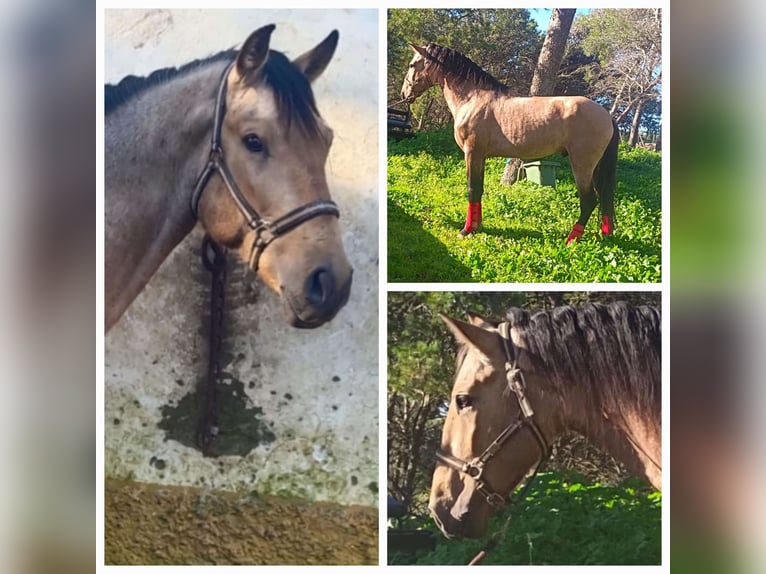 Andalou Étalon 5 Ans 163 cm Isabelle in Chiclana de la Frontera