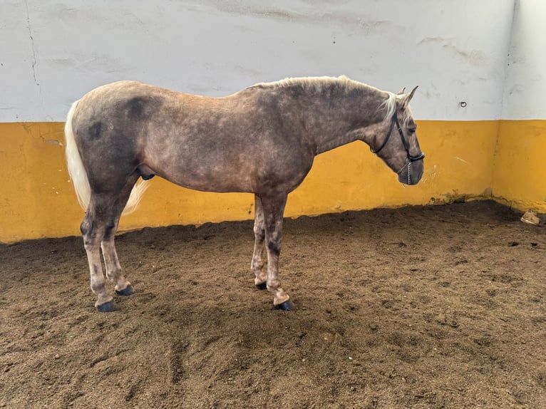 Andalou Étalon 5 Ans 163 cm Palomino in Valderrubio