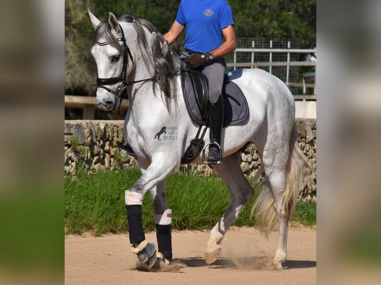 Andalou Étalon 5 Ans 164 cm Gris in Menorca