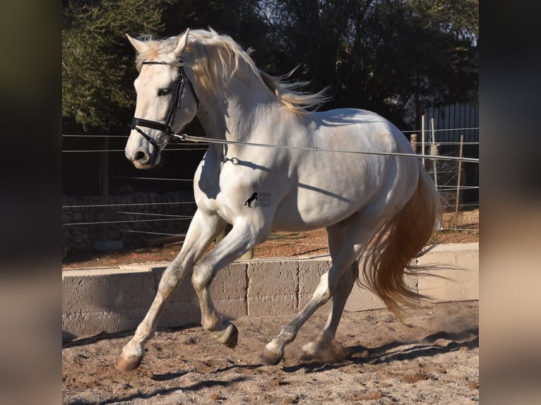 Andalou Étalon 5 Ans 164 cm Gris in Mallorca