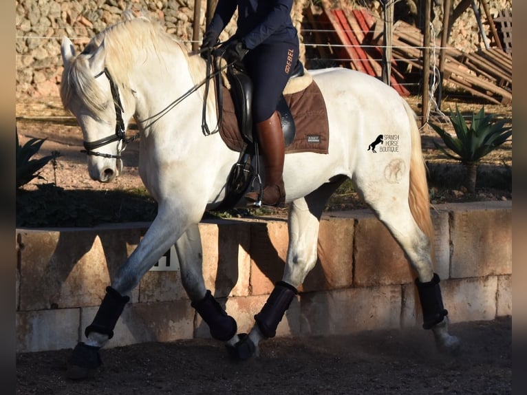 Andalou Étalon 5 Ans 164 cm Gris in Mallorca