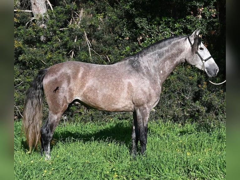 Andalou Étalon 5 Ans 165 cm Gris in Menorca