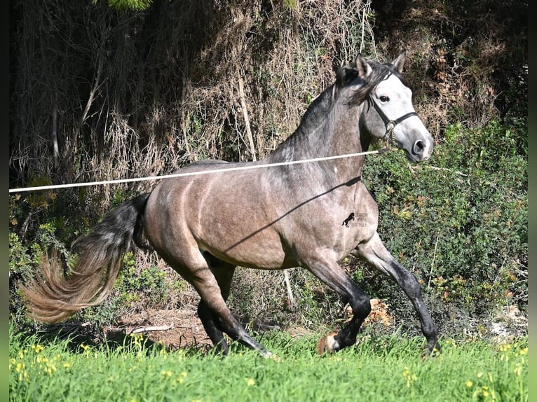 Andalou Étalon 5 Ans 165 cm Gris in Menorca