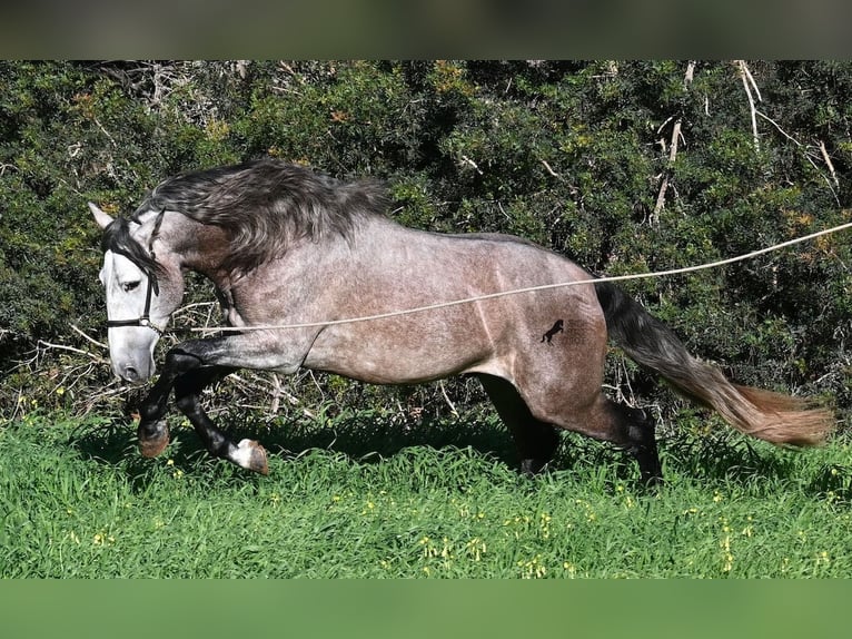 Andalou Étalon 5 Ans 165 cm Gris in Menorca
