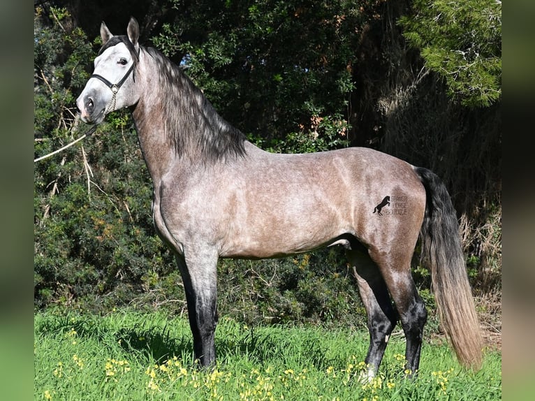 Andalou Étalon 5 Ans 165 cm Gris in Menorca