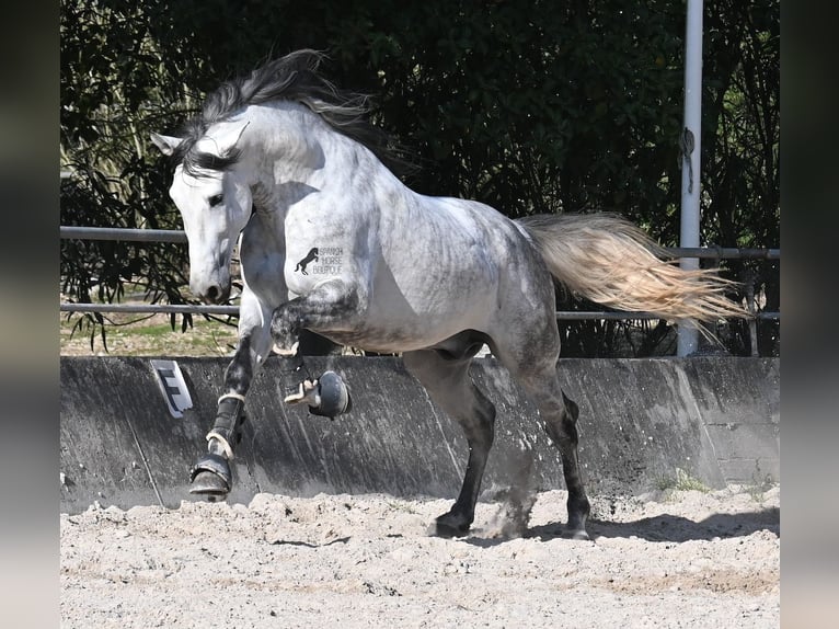 Andalou Étalon 5 Ans 167 cm Gris in Mallorca