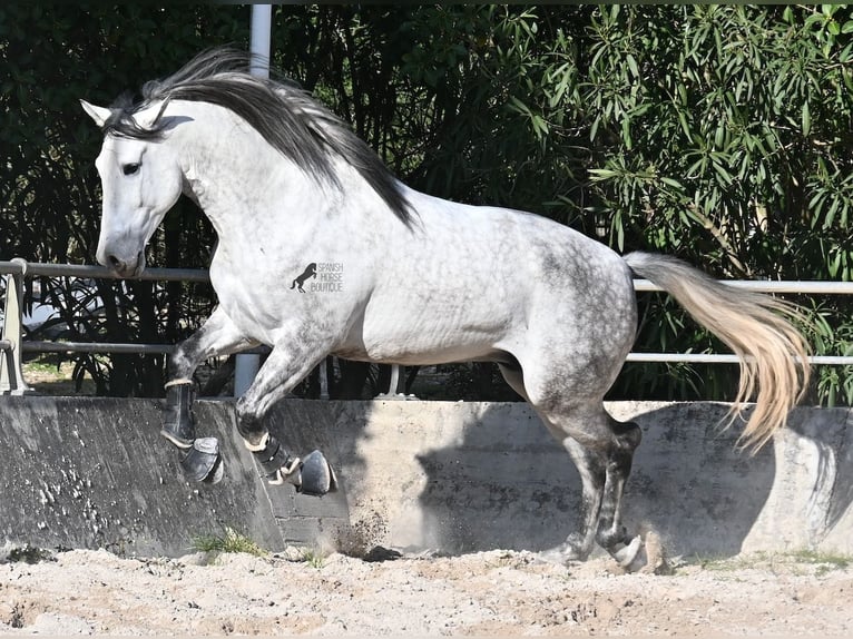Andalou Étalon 5 Ans 167 cm Gris in Mallorca