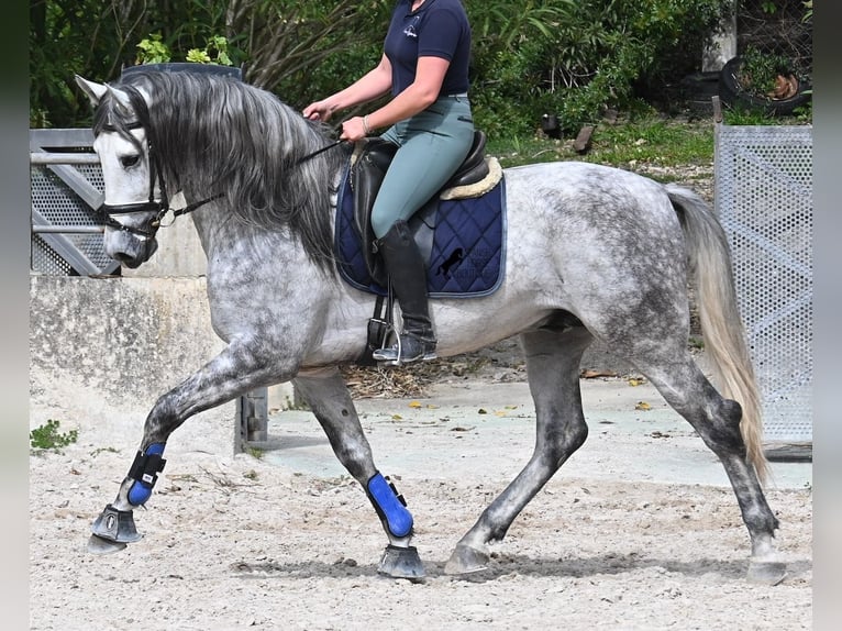 Andalou Étalon 5 Ans 167 cm Gris in Mallorca
