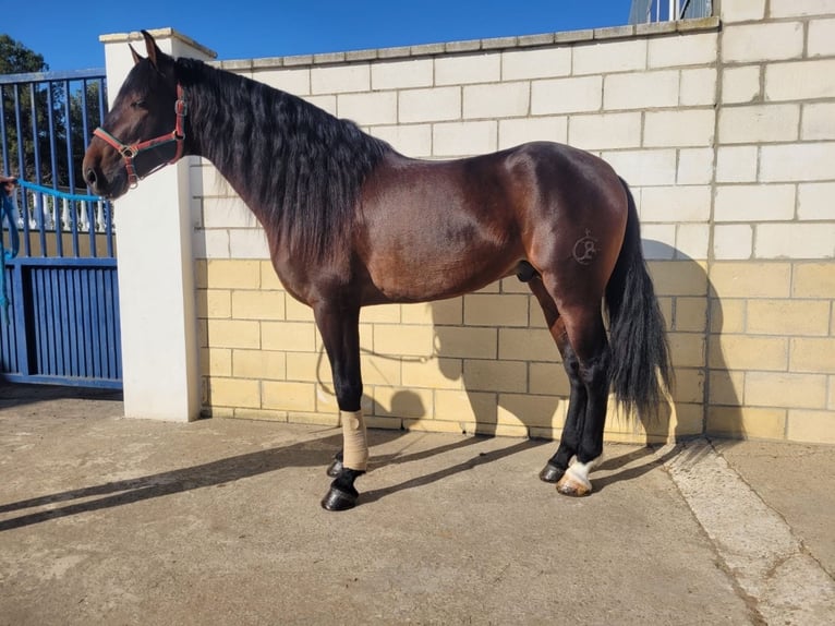 Andalou Étalon 5 Ans 168 cm Bai cerise in Seville