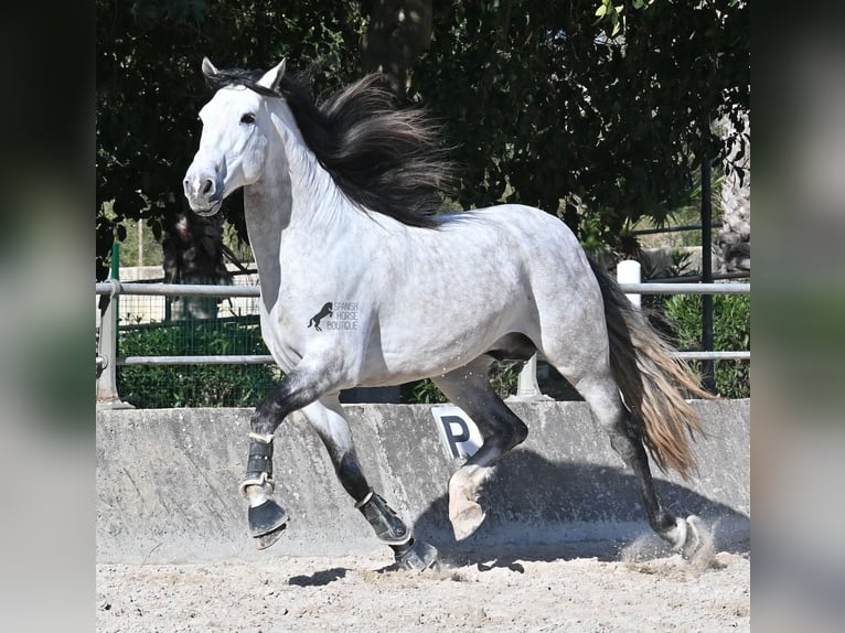 Andalou Étalon 5 Ans 169 cm Gris in Mallorca