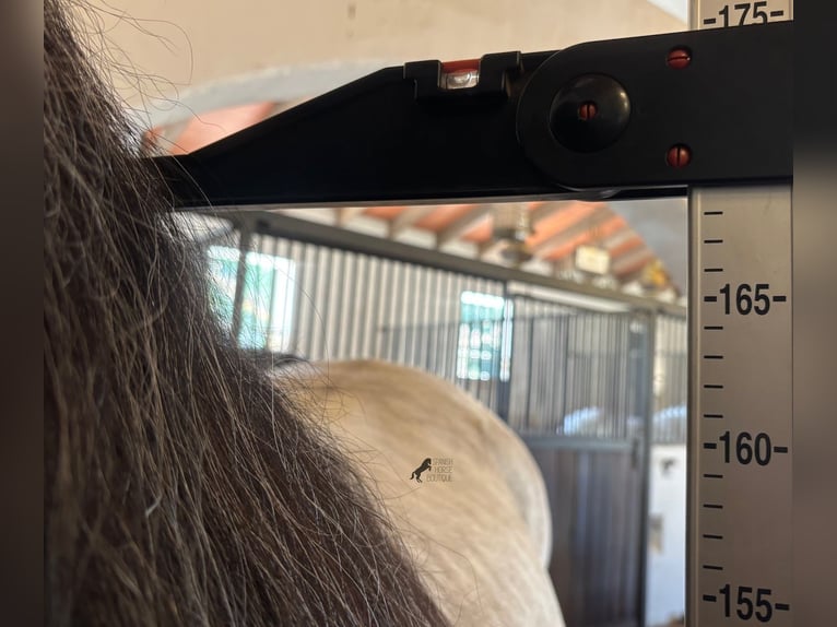 Andalou Étalon 5 Ans 169 cm Gris in Mallorca