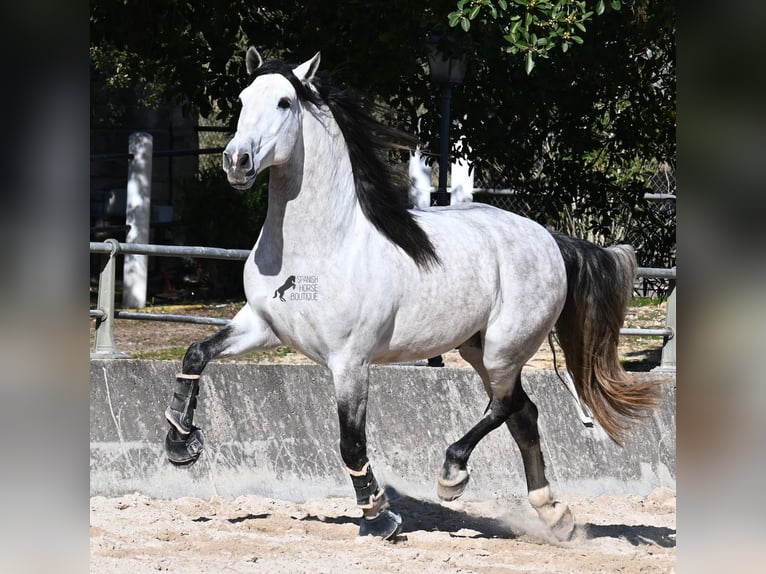 Andalou Étalon 5 Ans 169 cm Gris in Mallorca