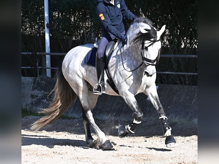 Andalou Étalon 5 Ans 169 cm Gris in Mallorca