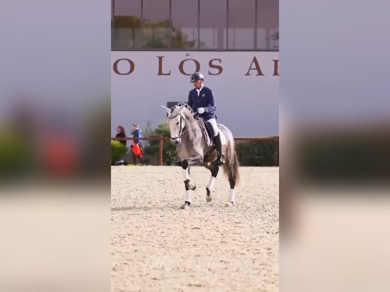 Andalou Étalon 5 Ans 170 cm Gris pommelé in Ermelo