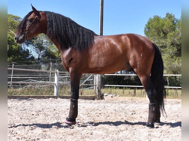 Andalou Étalon 5 Ans 179 cm Bai in Mallorca