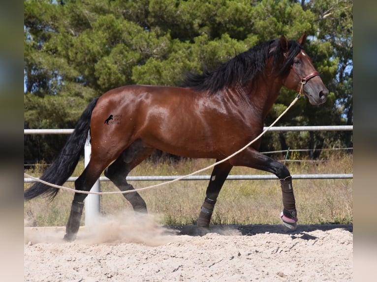 Andalou Étalon 5 Ans 179 cm Bai in Mallorca