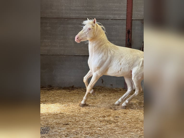 Andalou Étalon 6 Ans 150 cm Cremello in Chiclana