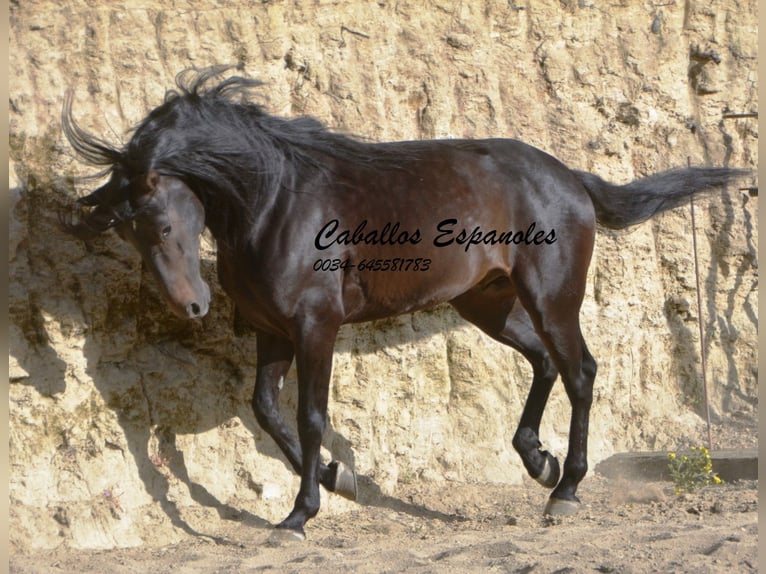 Andalou Étalon 6 Ans 157 cm Bai brun foncé in Vejer de la Frontera