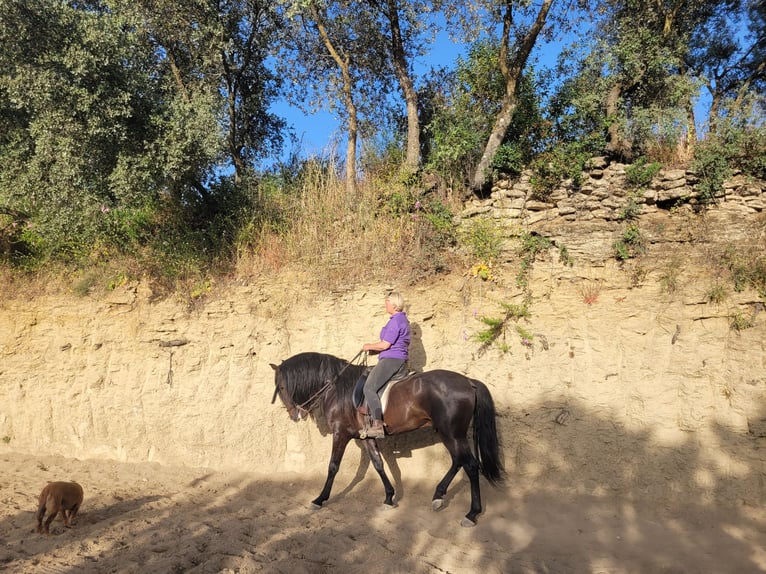 Andalou Étalon 6 Ans 157 cm Bai brun foncé in Vejer de la Frontera