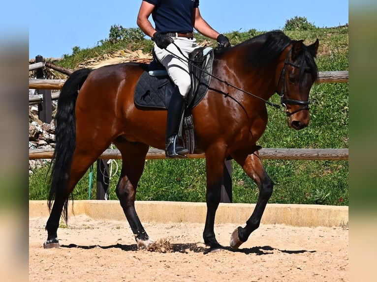 Andalou Étalon 6 Ans 157 cm Bai in Menorca