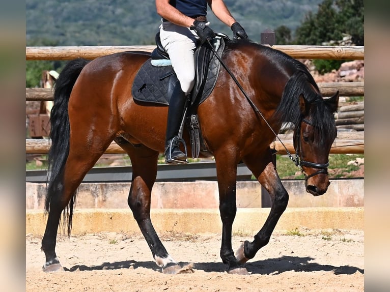 Andalou Étalon 6 Ans 157 cm Bai in Menorca