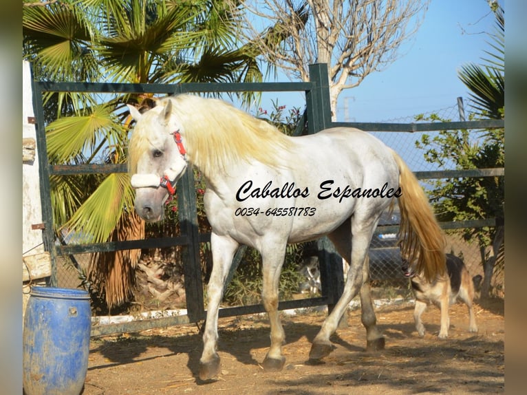 Andalou Étalon 6 Ans 157 cm Gris in Vejer de la Frontera